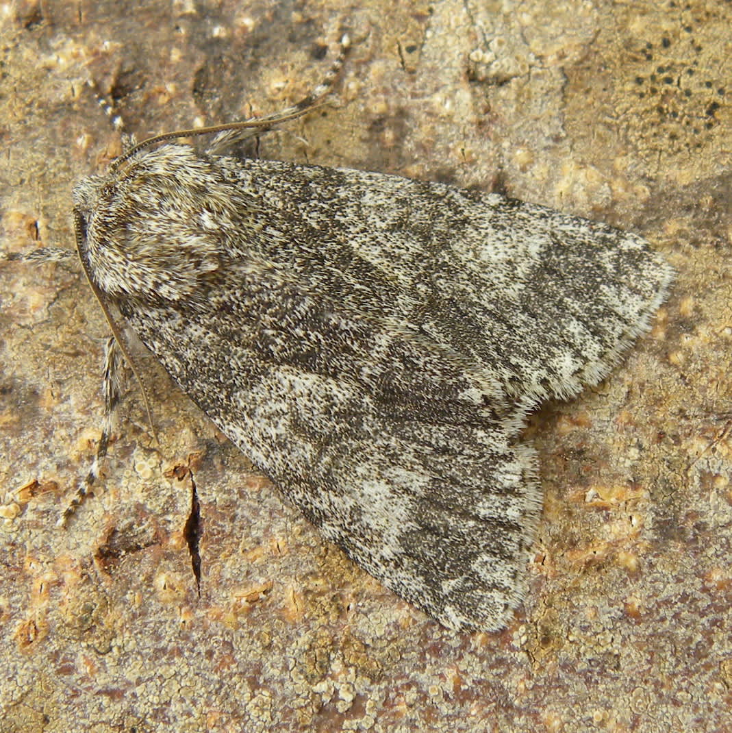 Poplar Grey (Subacronicta megacephala) photographed in Somerset by Sue Davies