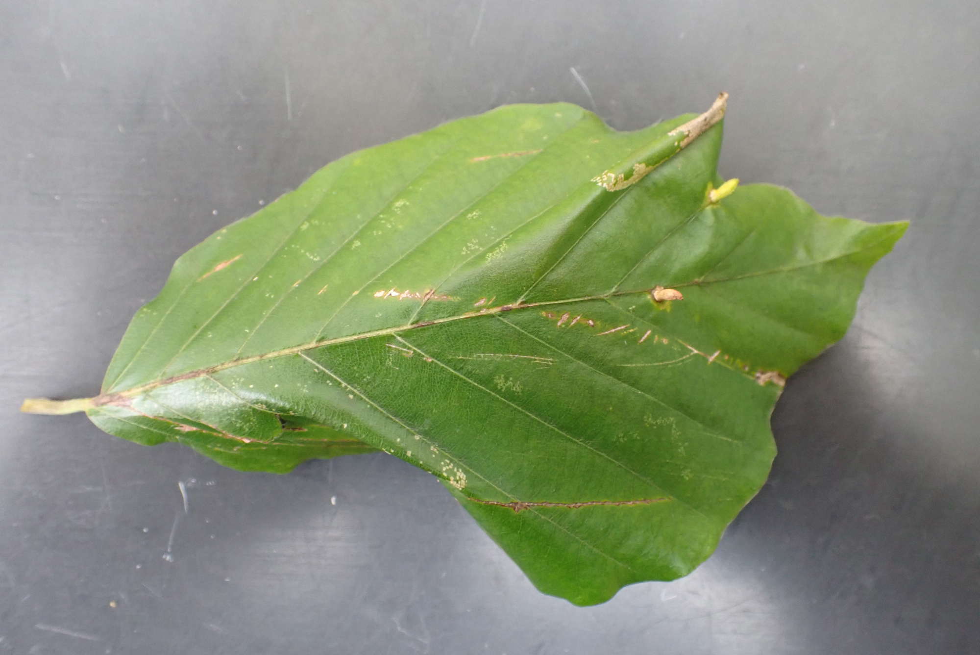 Beech Midget (Phyllonorycter maestingella) photographed in Somerset by Jenny Vickers