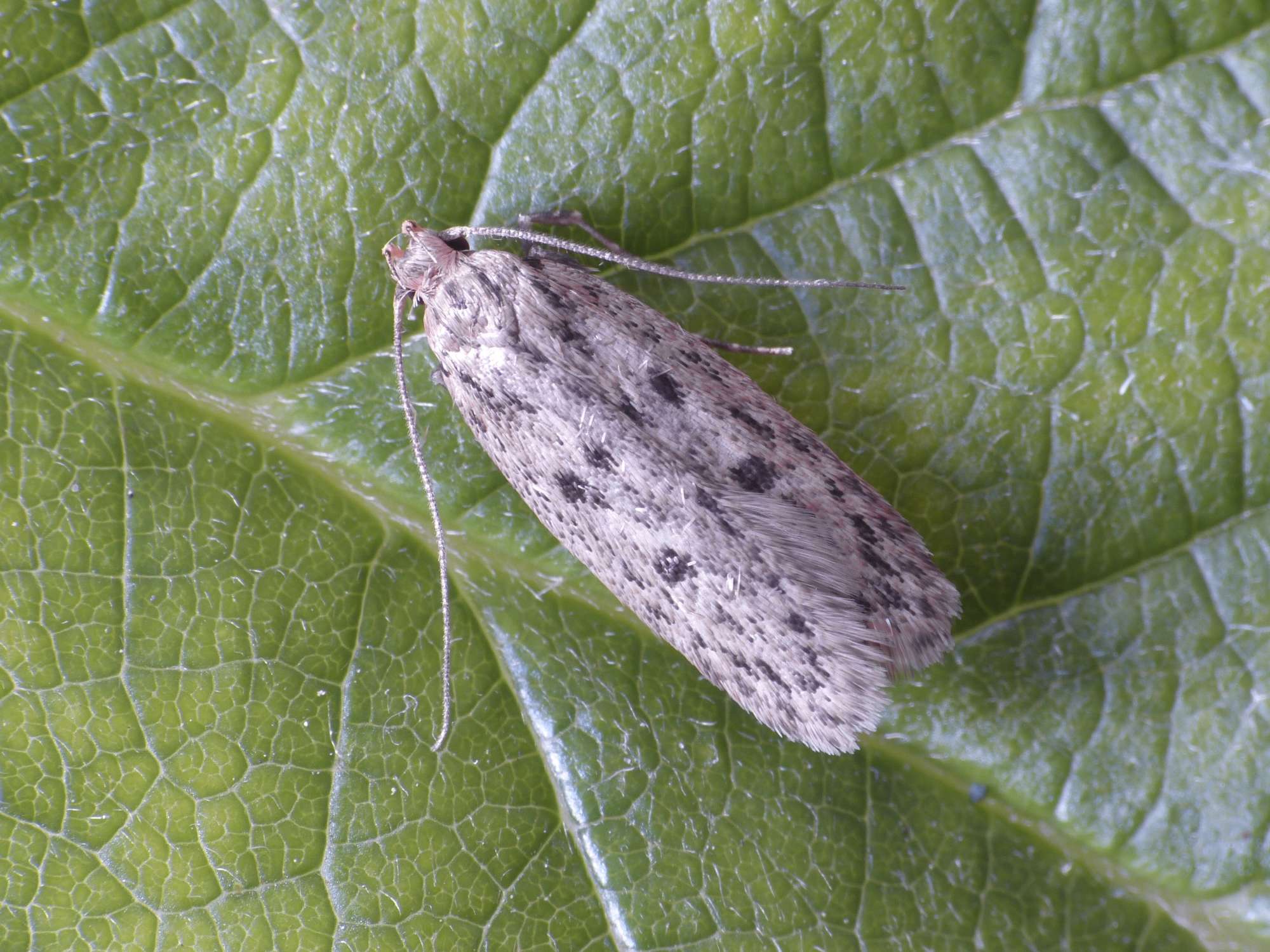 Brown House Moth (Hofmannophila pseudospretella) photographed in Somerset by Paul Wilkins