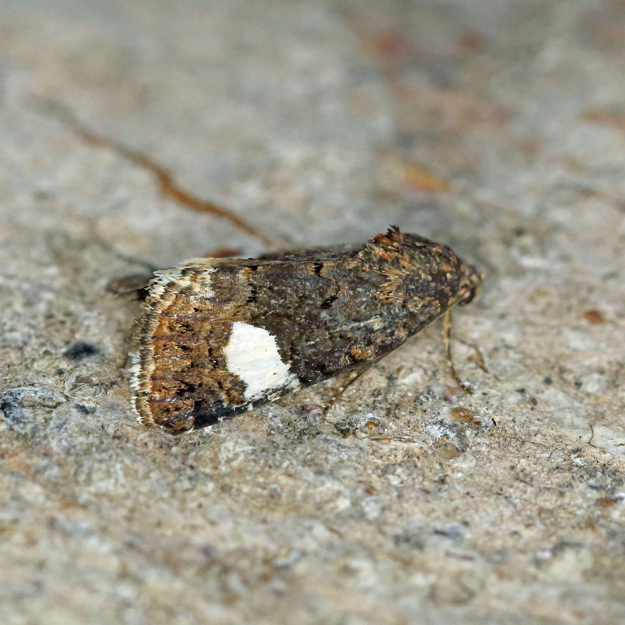 The Four-spotted (Tyta luctuosa) photographed in Somerset by Nigel Voaden