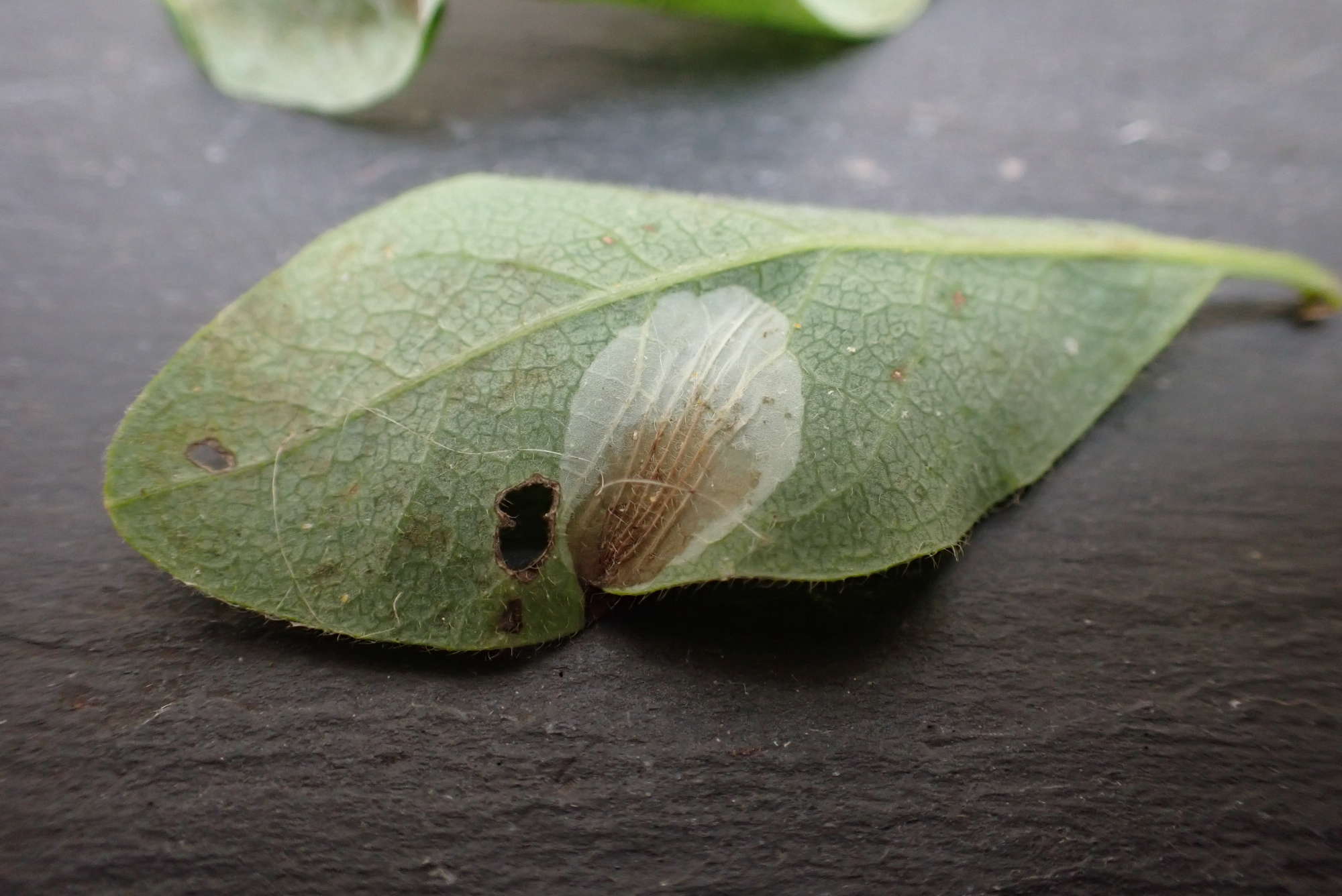 Honeysuckle Midget (Phyllonorycter trifasciella) photographed in Somerset by Jenny Vickers