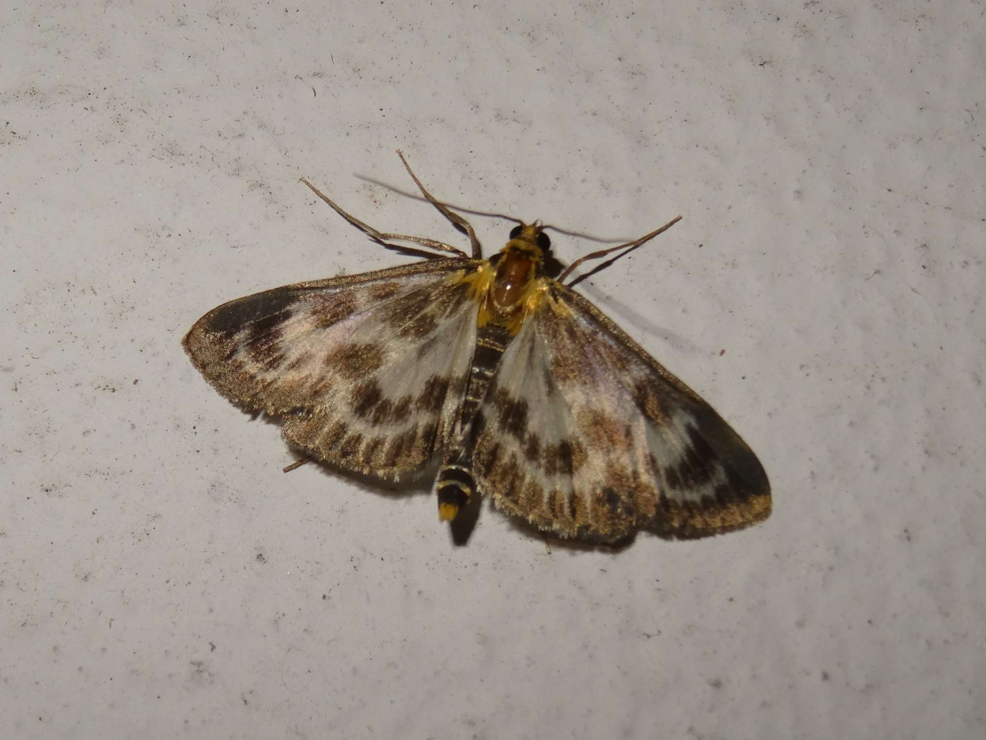 Small Magpie (Anania hortulata) photographed in Somerset by Christopher Iles