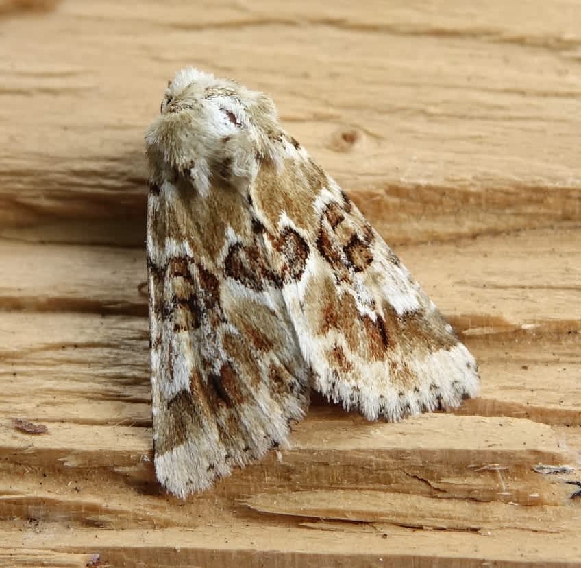 Dusky Sallow (Eremobia ochroleuca) photographed in Somerset by Sue Davies