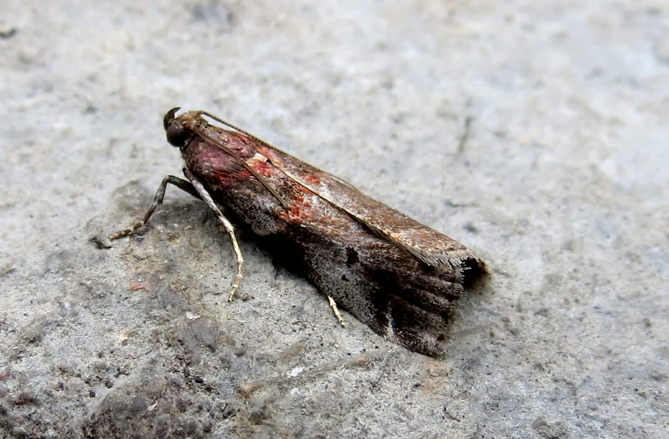 Thicket Knot-horn (Acrobasis suavella) photographed in Somerset by Steve Chapple