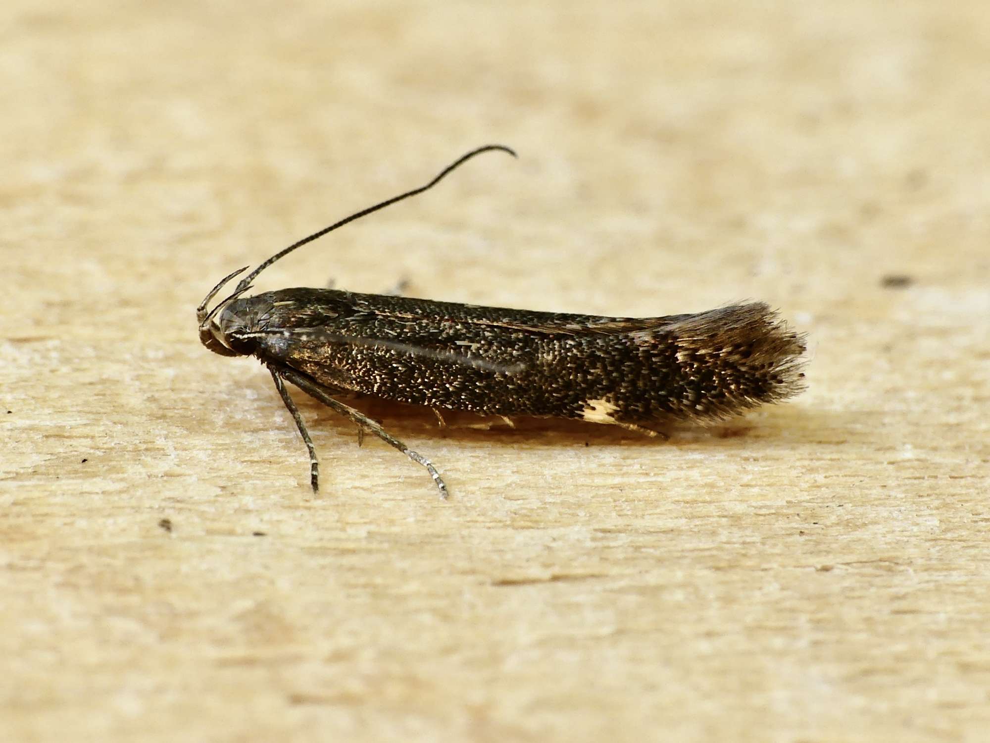 Vetch Sober (Aproaerema anthyllidella) photographed in Somerset by Paul Wilkins