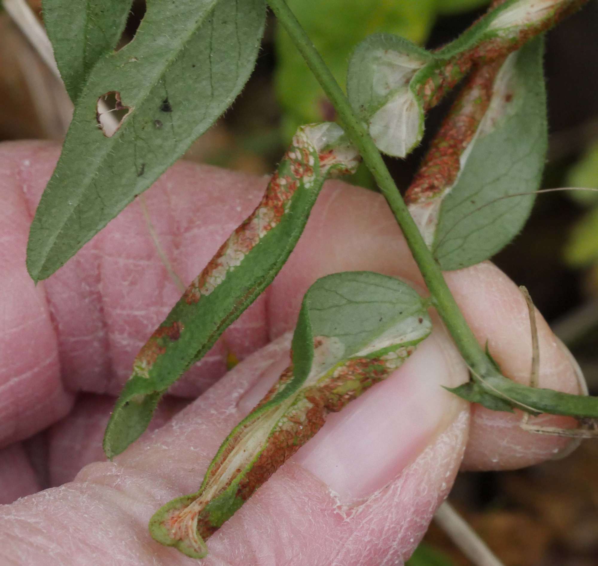 Vetch Midget (Phyllonorycter nigrescentella) photographed in Somerset by Jenny Vickers
