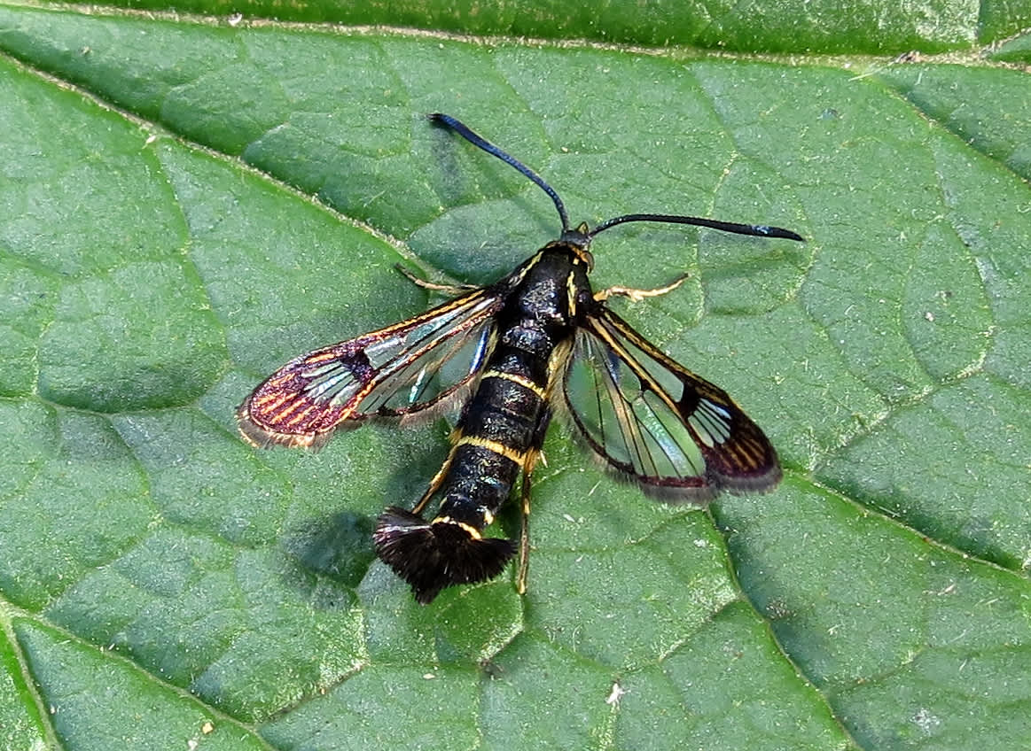 Currant Clearwing (Synanthedon tipuliformis) photographed in Somerset by Steve Chapple