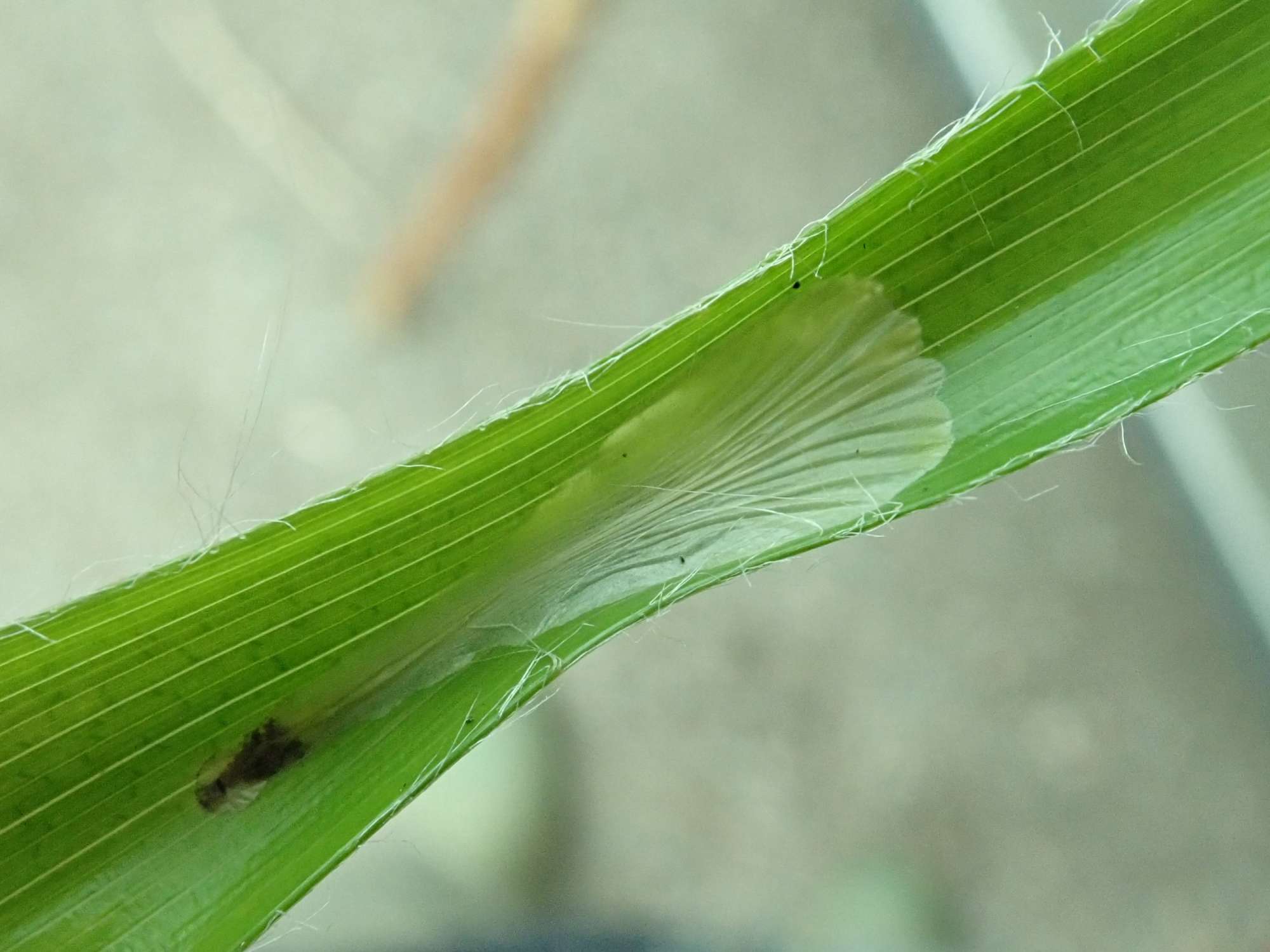 Wood-rush Dwarf (Elachista regificella) photographed in Somerset by Christopher Iles