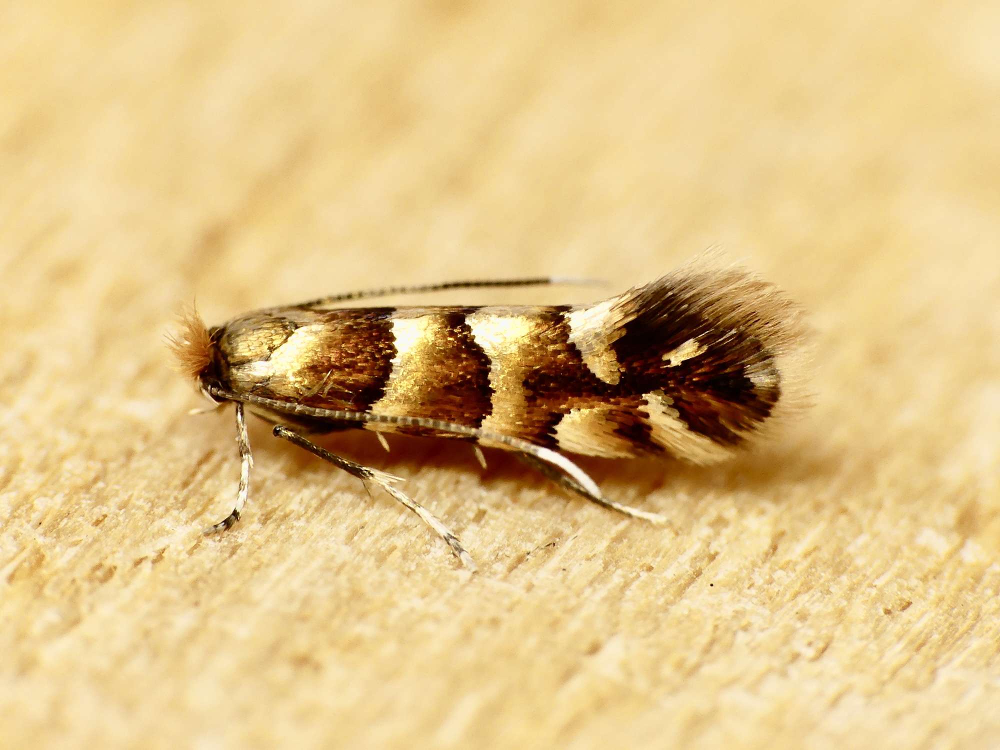 Dark Alder Midget (Phyllonorycter klemannella) photographed in Somerset by Paul Wilkins