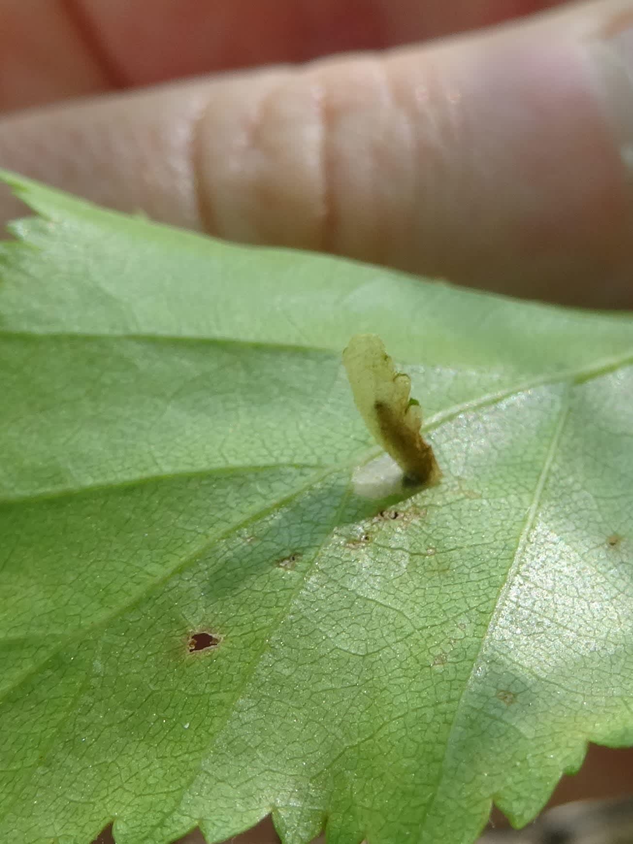 Common Case-bearer (Coleophora serratella) photographed in Somerset by Christopher Iles