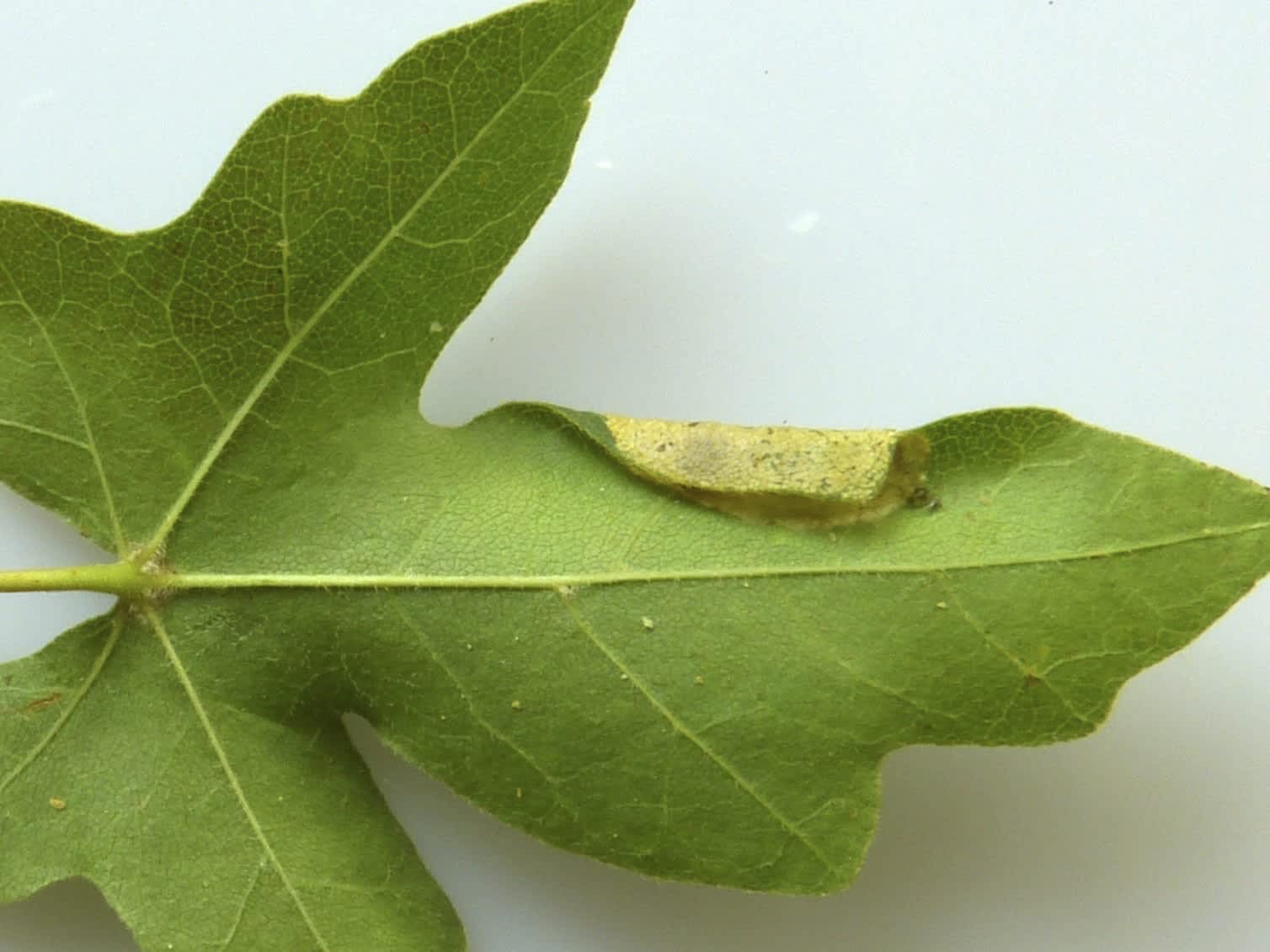 Maple Midget (Phyllonorycter acerifoliella) photographed in Somerset by Paul Wilkins