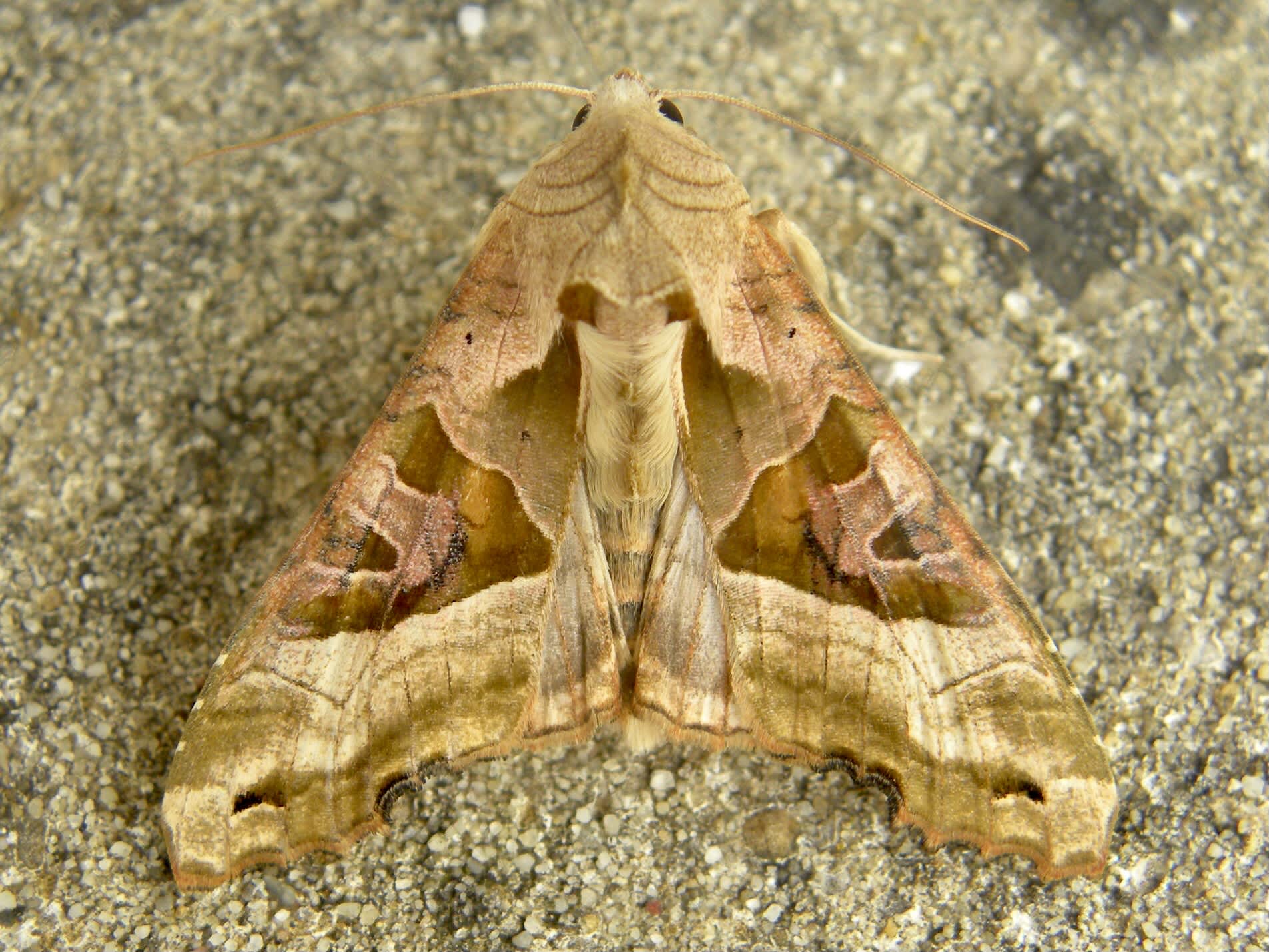 Angle Shades (Phlogophora meticulosa) photographed in Somerset by Sue Davies