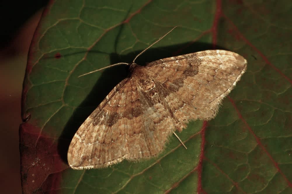 The Gem (Nycterosea obstipata) photographed in Somerset by John Connolly