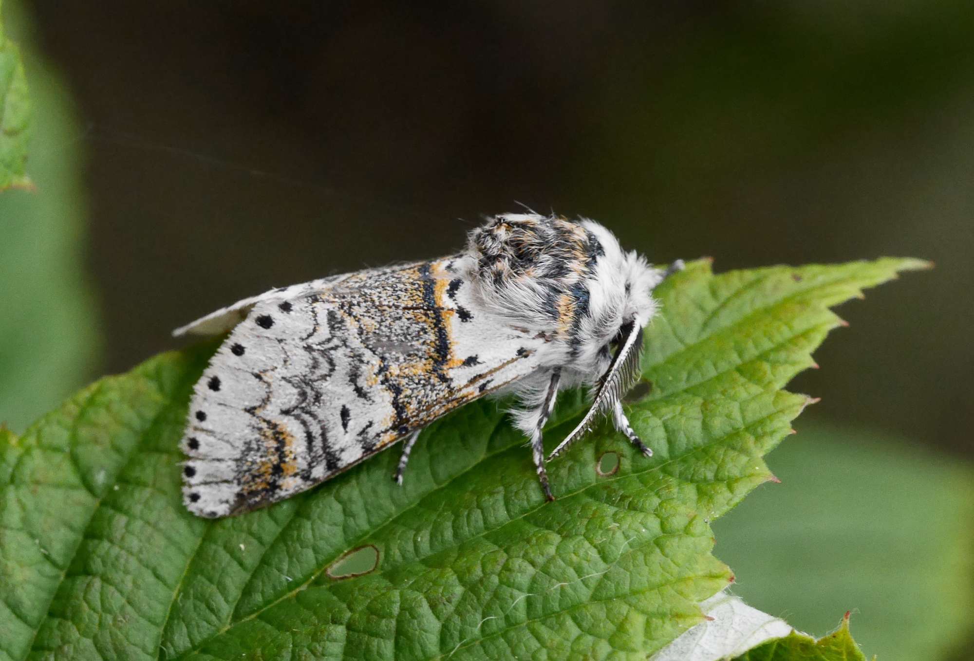 Sallow Kitten (Furcula furcula) photographed in Somerset by John Connolly