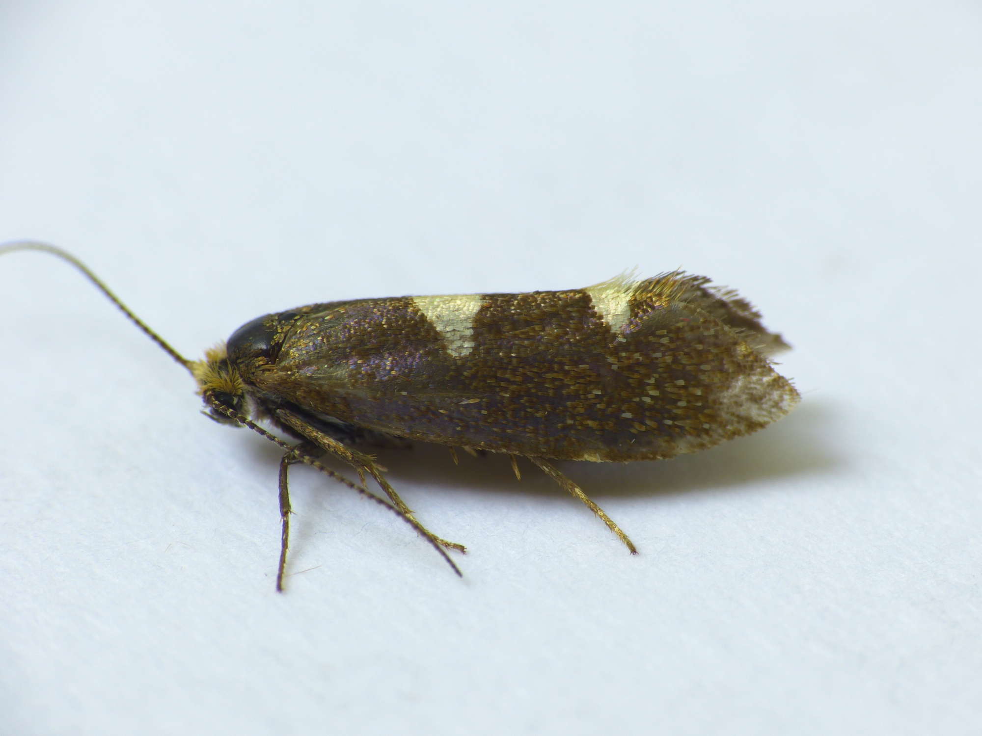 Feathered Leaf-cutter (Incurvaria masculella) photographed in Somerset by Paul Wilkins