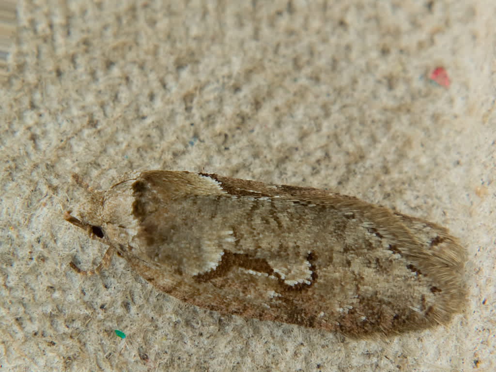 Dawn Flat-body (Semioscopis steinkellneriana) photographed in Somerset by John Bebbington