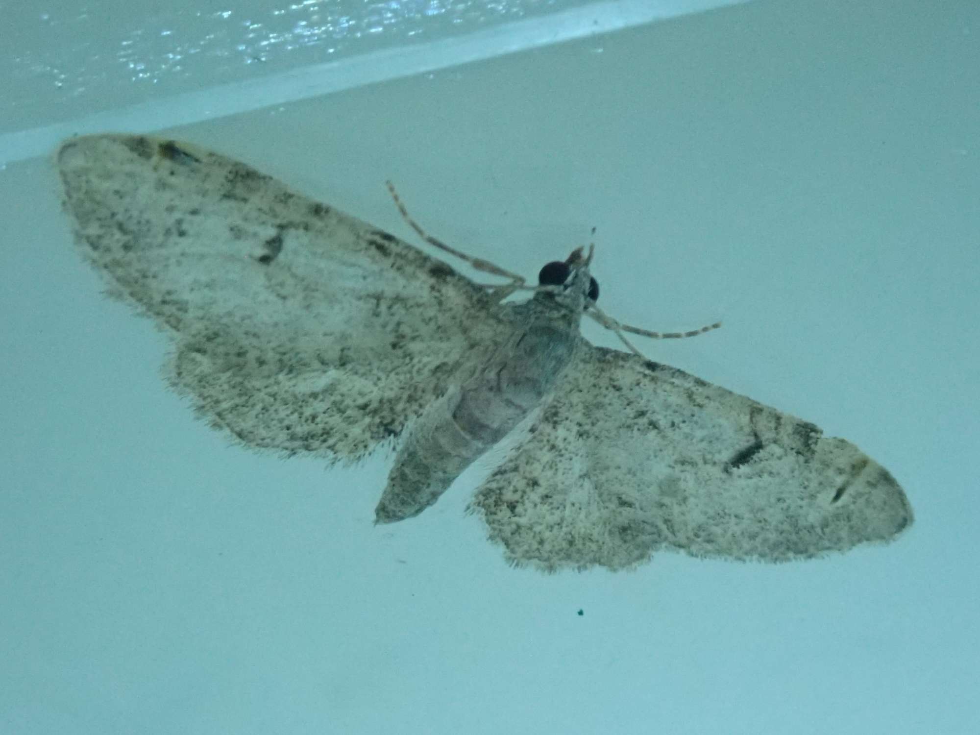 Thyme Pug (Eupithecia distinctaria) photographed in Somerset by Christopher Iles