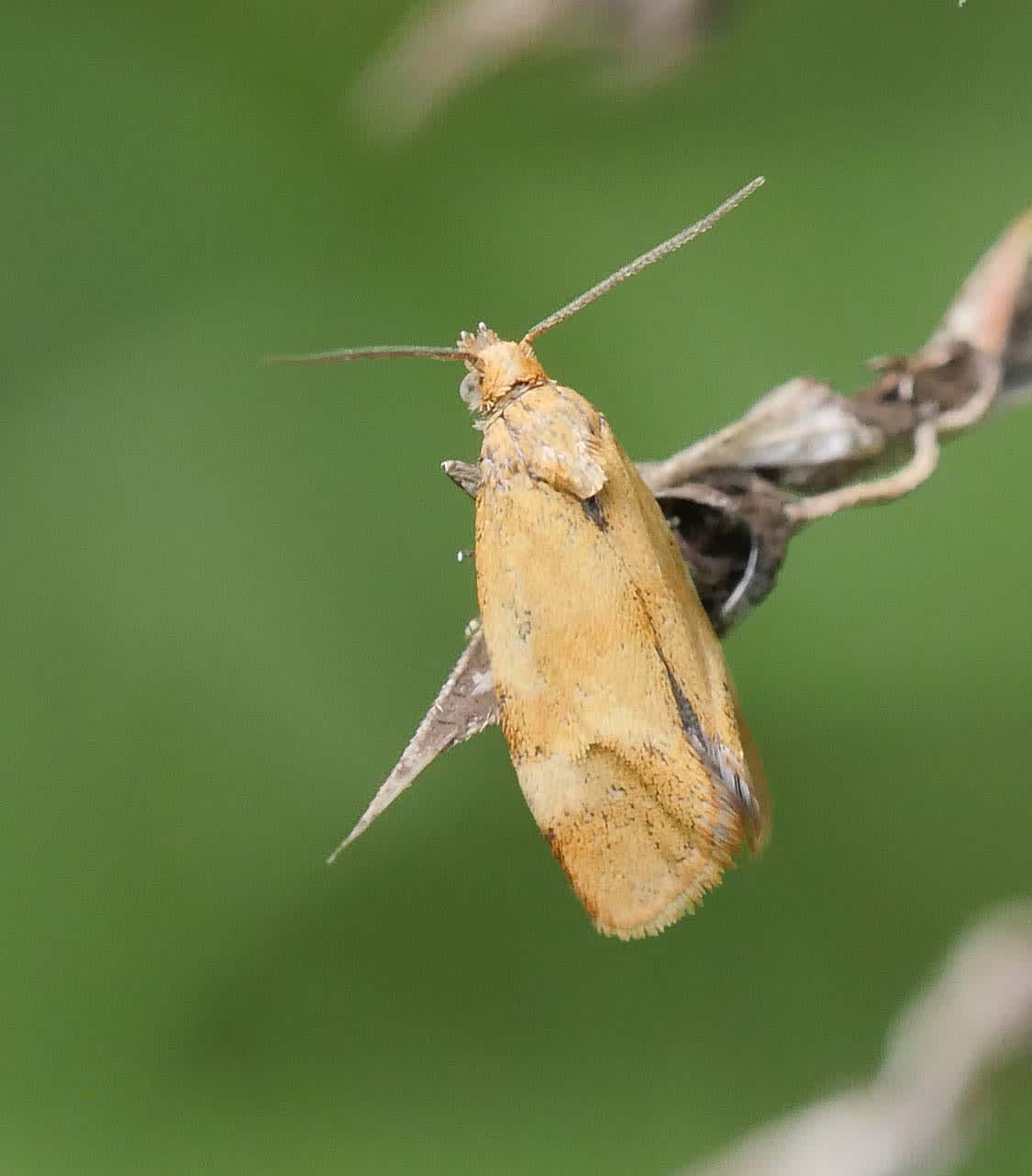 Aethes tesserana Somerset Moths