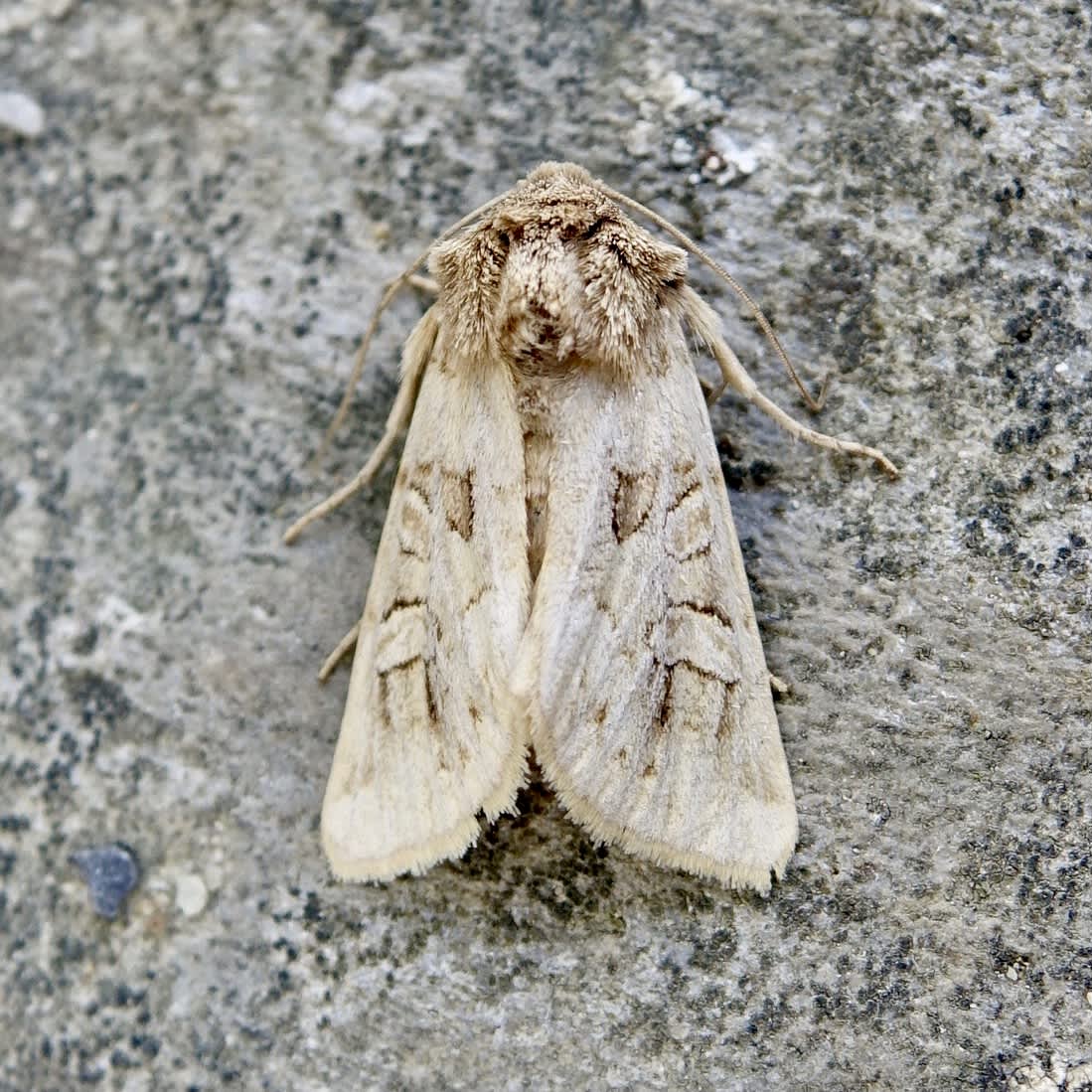 Dingy Shears (Apterogenum ypsillon) photographed in Somerset by Sue Davies