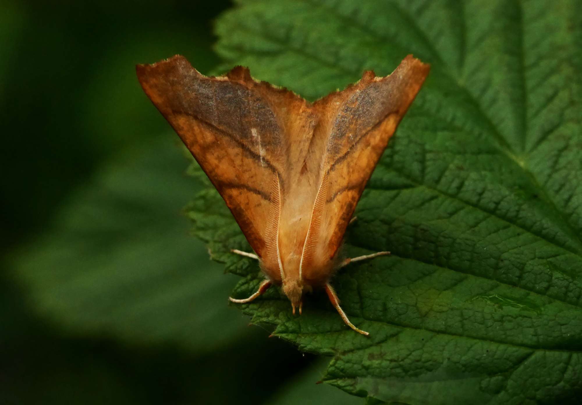 Dusky Thorn (Ennomos fuscantaria) photographed in Somerset by John Connolly