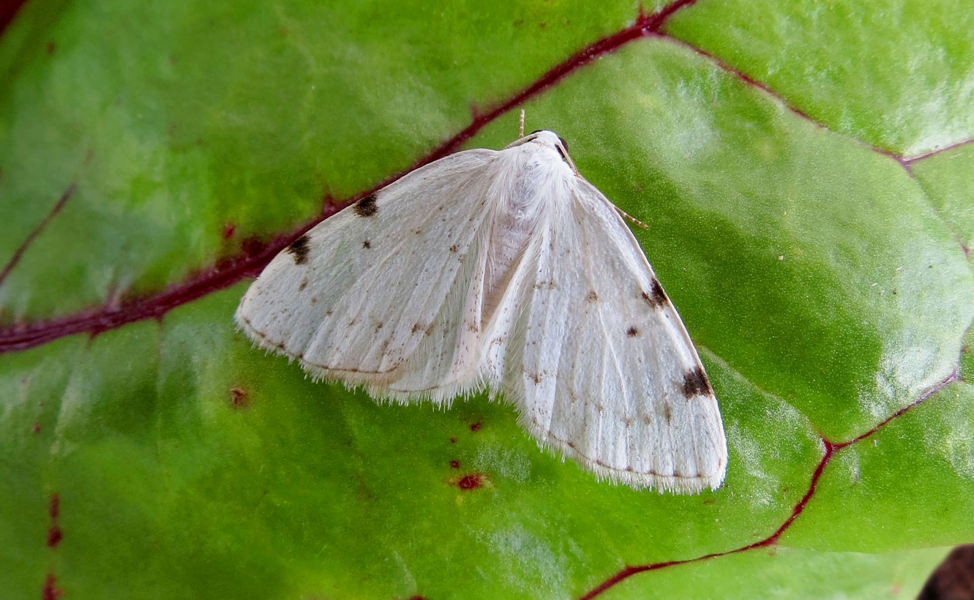 White-pinion Spotted (Lomographa bimaculata) photographed in Somerset by Steve Chapple