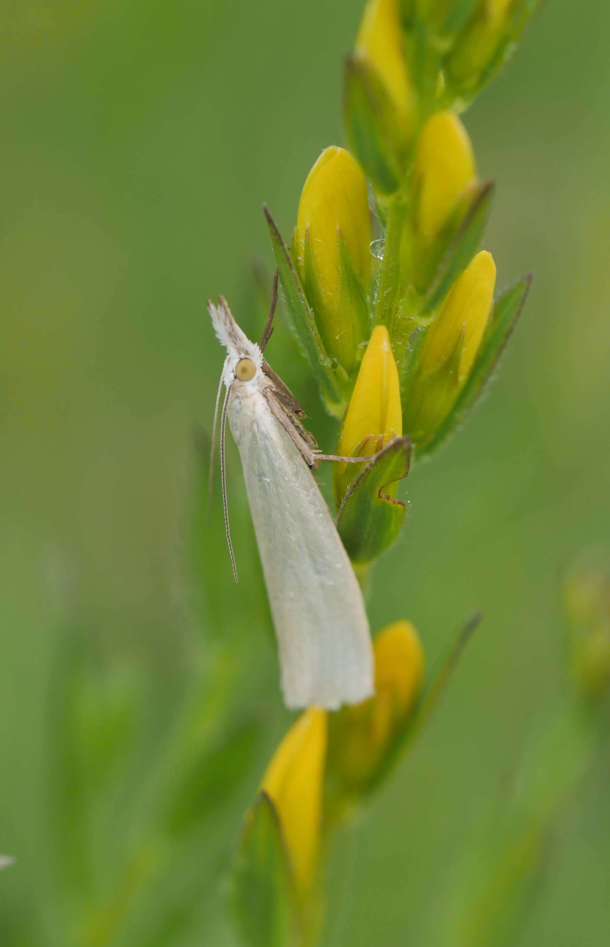 Satin Grass-veneer (Crambus perlella) photographed in Somerset by Jenny Vickers