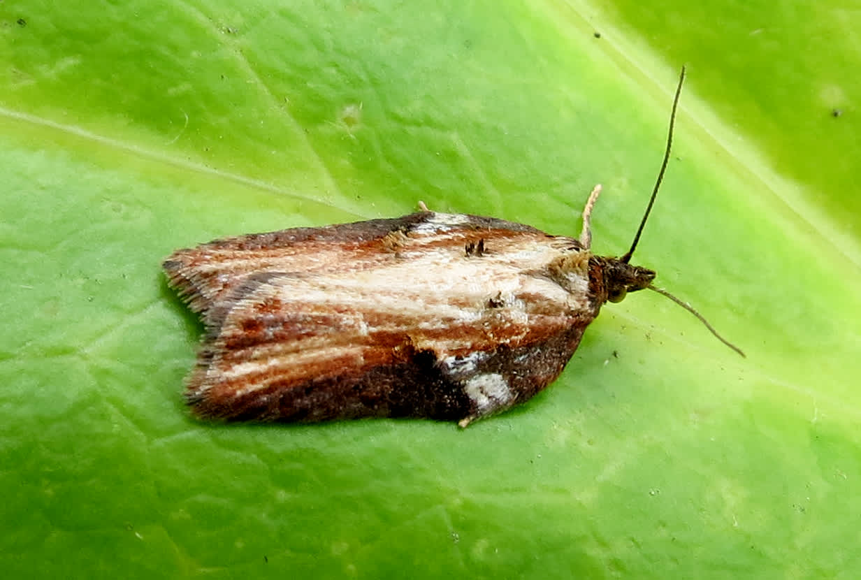 Sallow Button (Acleris hastiana) photographed in Somerset by Steve Chapple