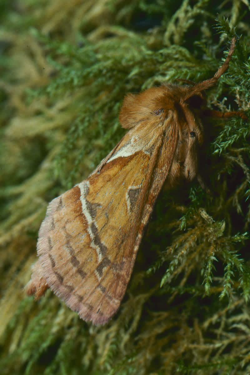 Orange Swift (Triodia sylvina) photographed in Somerset by John Bebbington