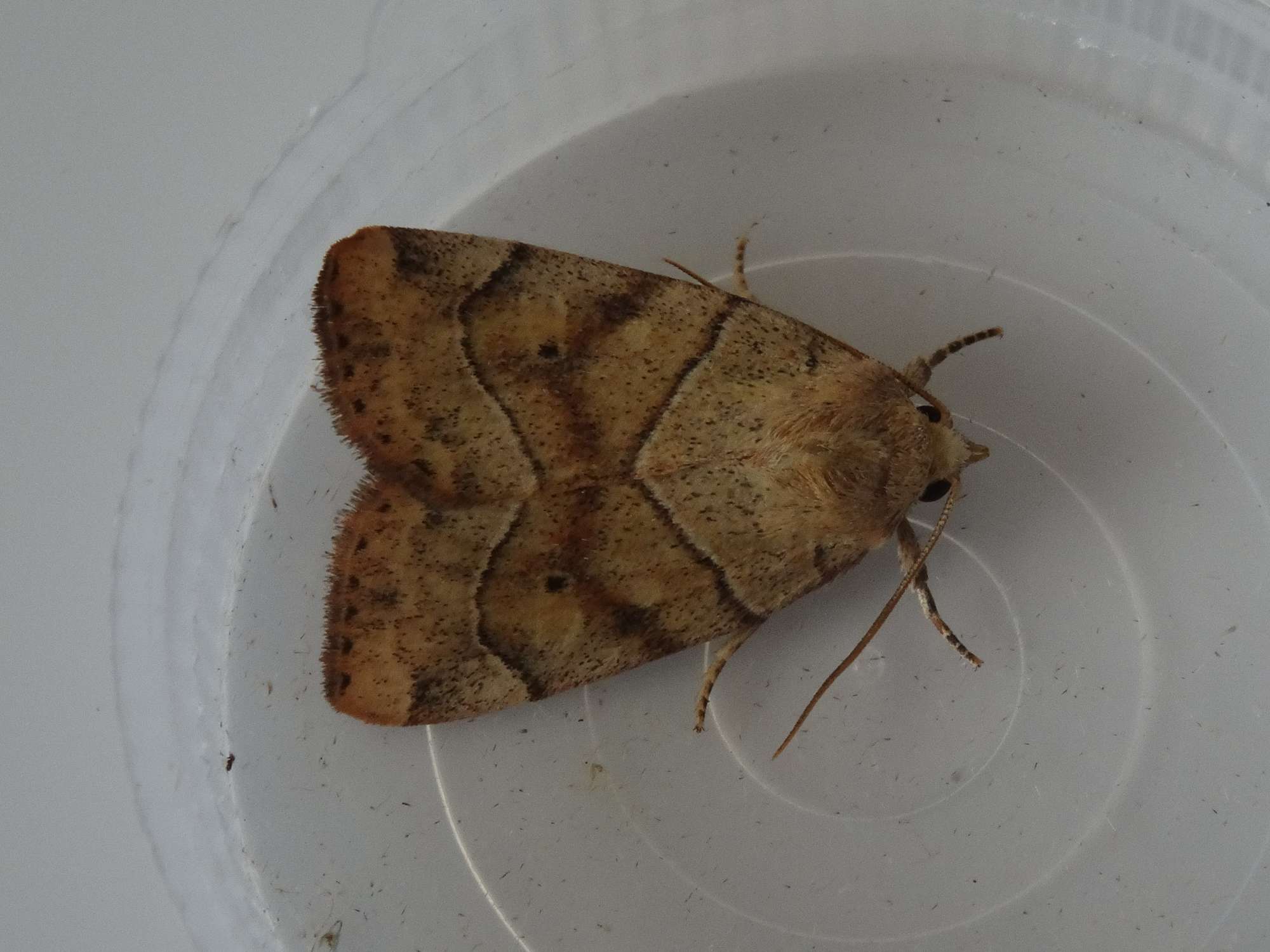 Dun-bar (Cosmia trapezina) photographed in Somerset by Christopher Iles