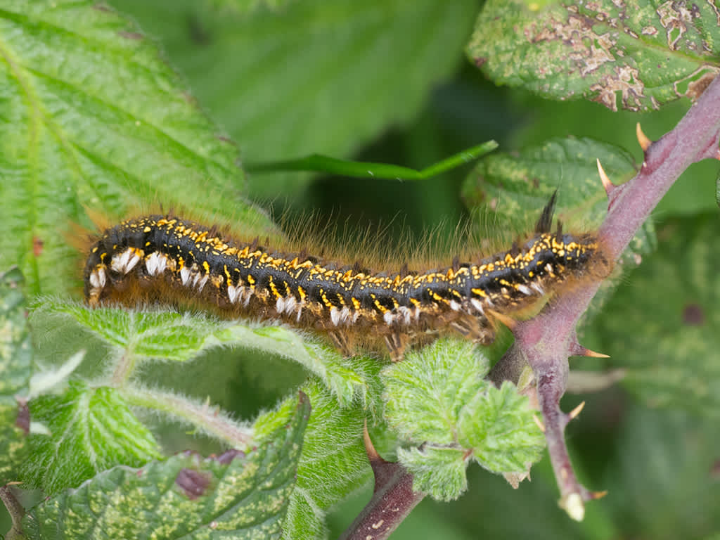 The Drinker (Euthrix potatoria) photographed in Somerset by John Bebbington