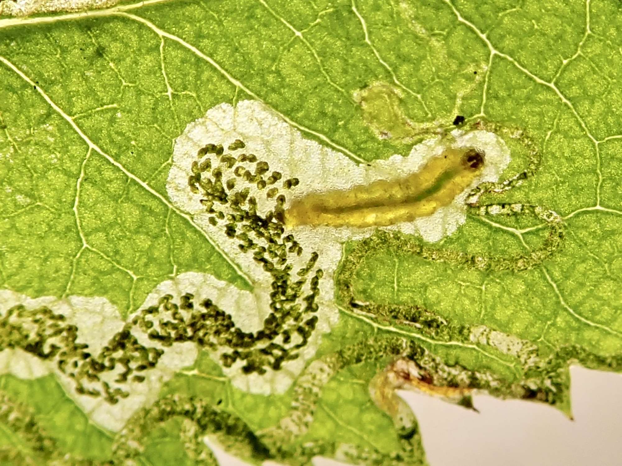 Rose Leaf-miner (Stigmella anomalella) photographed in Somerset by Sue Davies