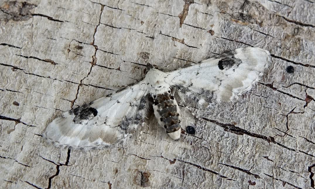 Lime-speck Pug (Eupithecia centaureata) photographed in Somerset by Sue Davies