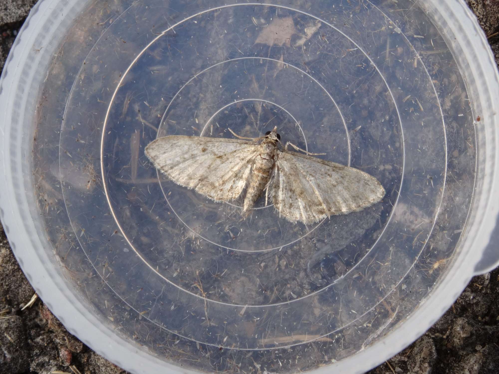 Maple Pug (Eupithecia inturbata) photographed in Somerset by Christopher Iles