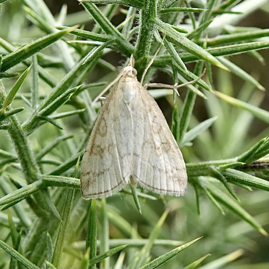 Pale Straw Pearl (Udea lutealis) photographed in Somerset by Sue Davies