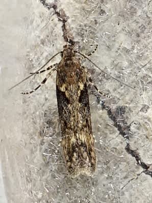 Winter Groundling (Scrobipalpa costella) photographed in Somerset by Sue Davies