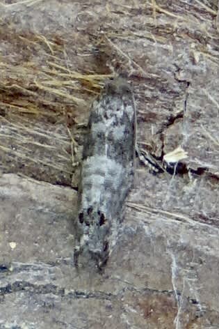 Bud Moth (Spilonota ocellana) photographed in Somerset by Sue Davies