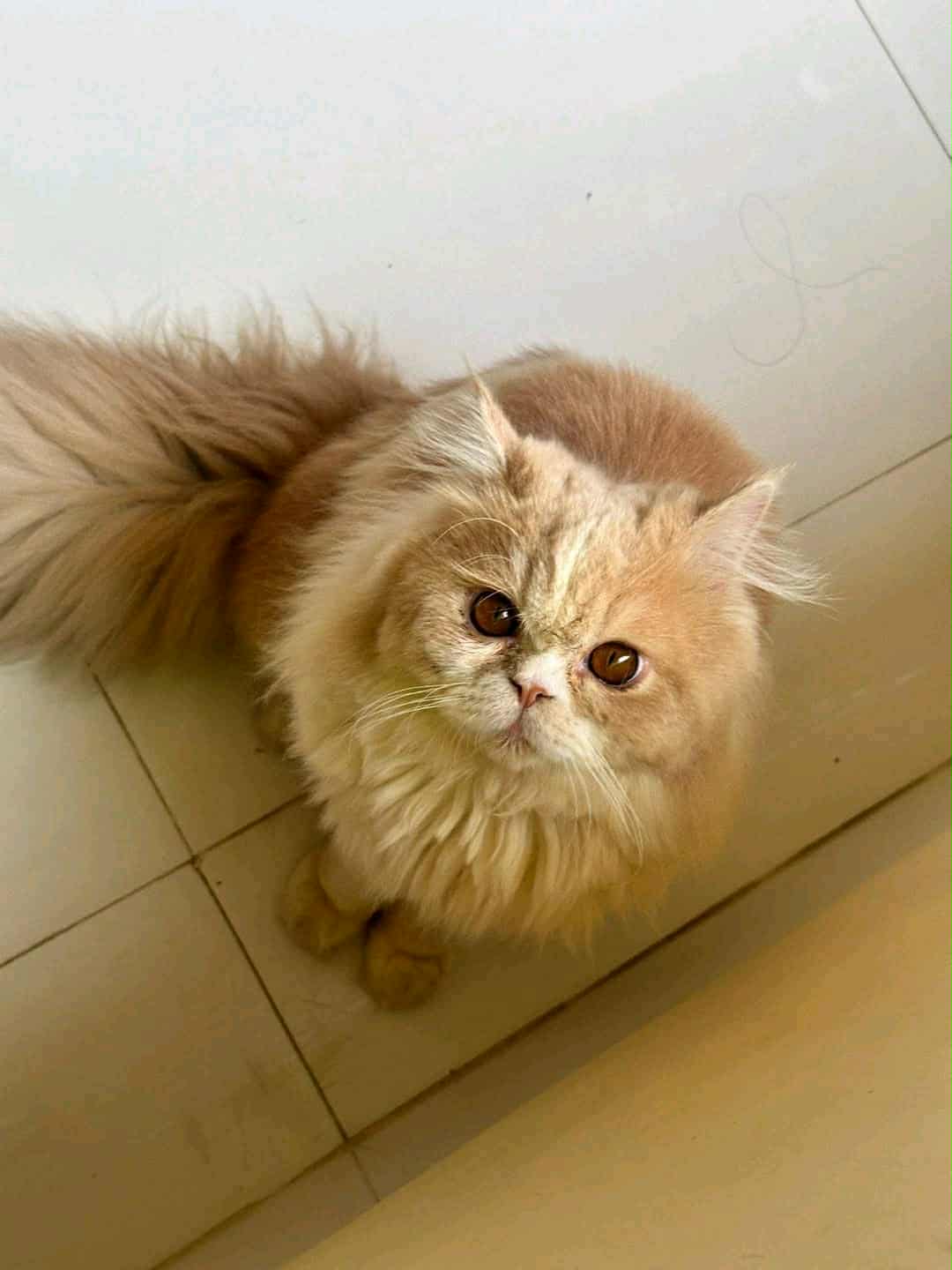 Simba