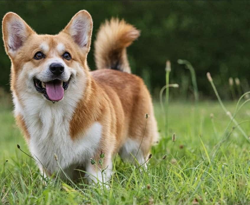 Bhutu