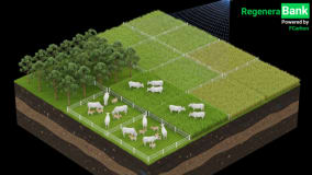 Pecuária Regenerativa