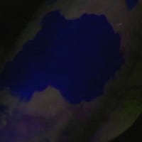 The Moonlight Love