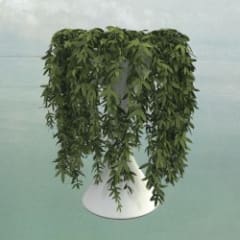 Lease of Life