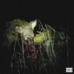 Animals Eating Other Animals