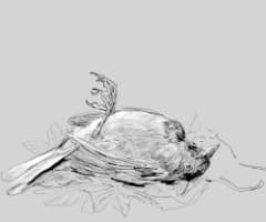 Death of the Sparrow