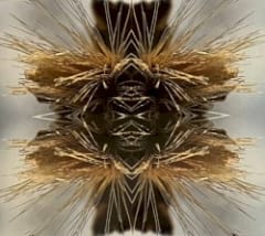 Sutra