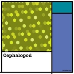 Cephalopod