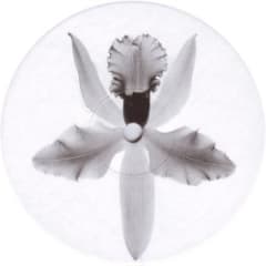 Flight Over Bermuda EP