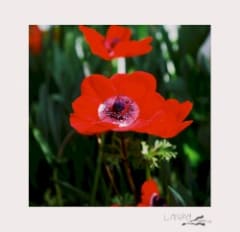 Bi-Monthly Subscription Series 10
