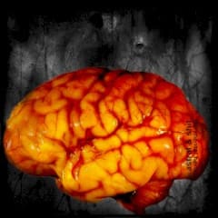 The Mental Hero