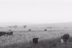 Excerpts From Film