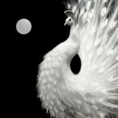 Yin and Yang